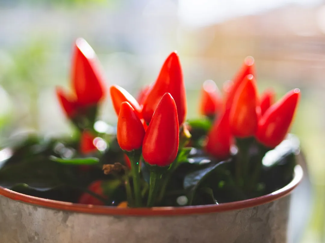 4. Peppers and Chili Peppers: Compact, Productive, and Heat-Loving (Image Credits: Unsplash)
