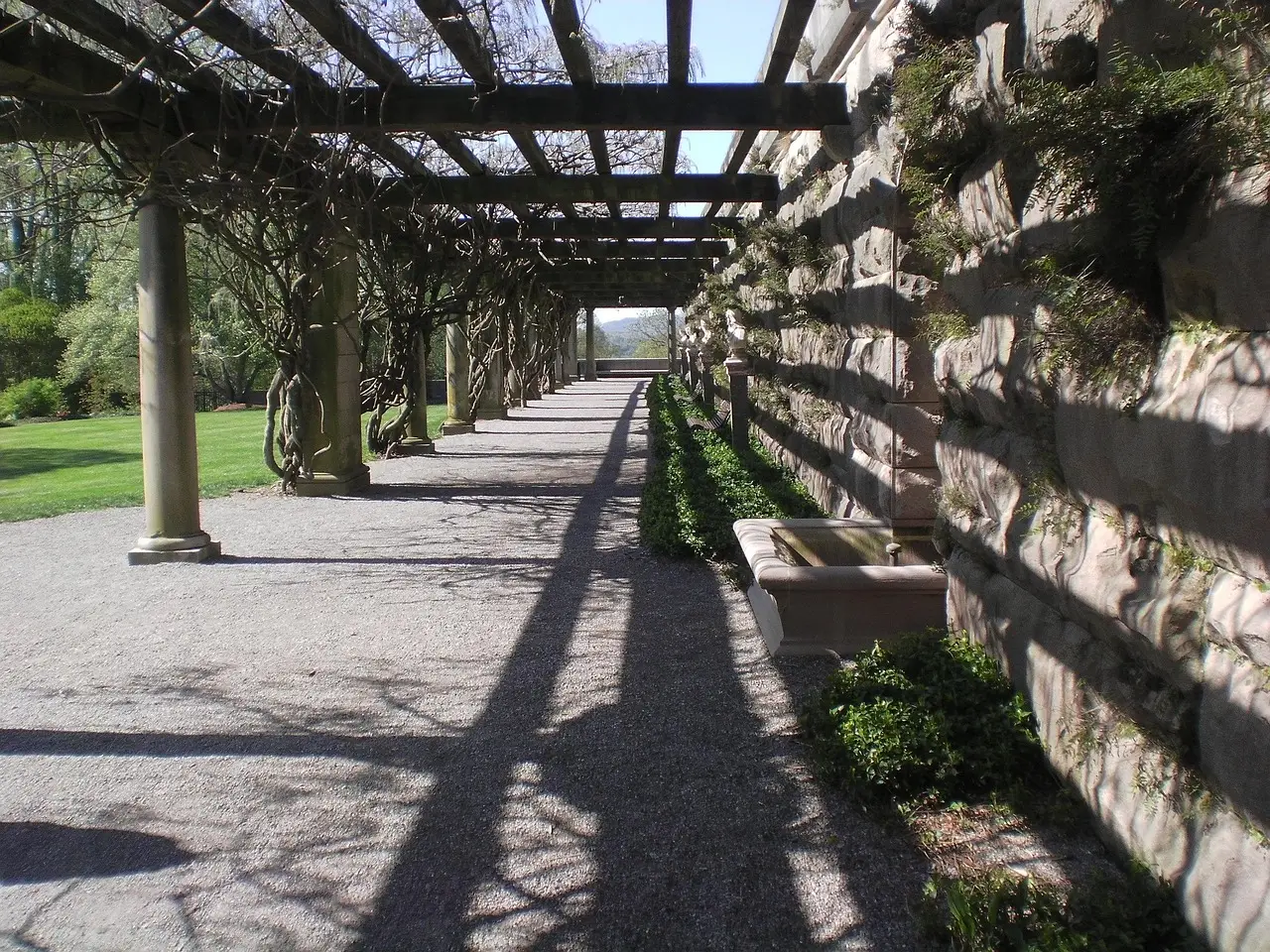 2. Using a Trellis That's Too Flimsy to Handle the Load (Image Credits: Pixabay)