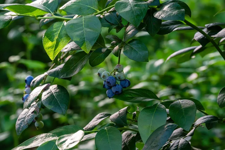 Highbush Blueberry: The Classic Edible Border Plant (Image Credits: Pexels)