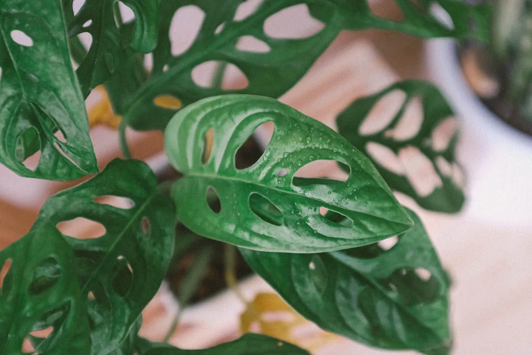 The Monstera Adansonii Person: You Seek Meaning in Difficult Moments (Image Credits: Unsplash)