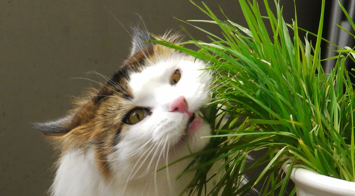 Why Cats Can't Actually Digest Grass (By LisaSympson, CC BY-SA 3.0)