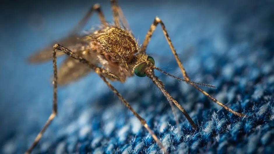 What Nepetalactone Actually Does to a Mosquito (Image Credits: Pexels)