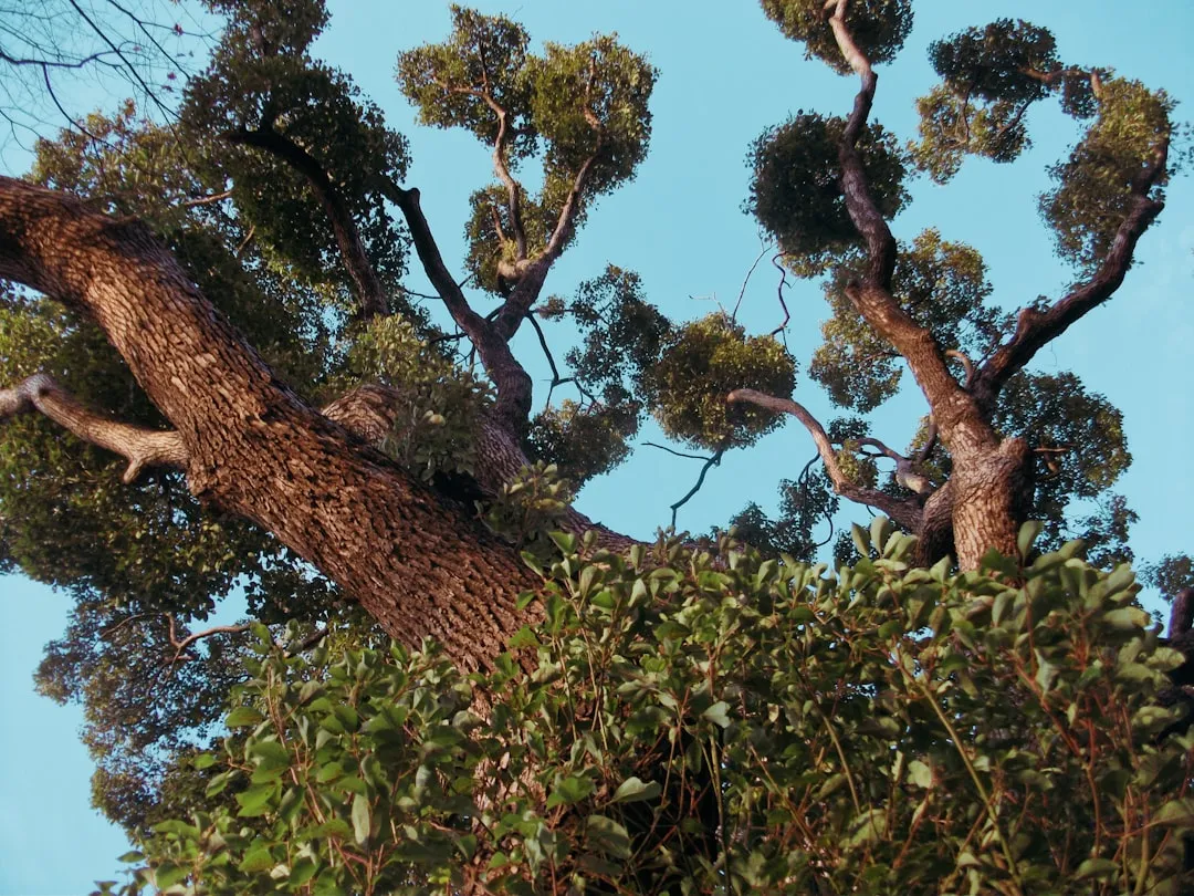 Tree 2: Compact Crape Myrtle (Lagerstroemia indica) (Image Credits: Unsplash)
