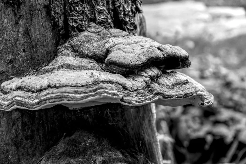 Wild Trees Nearby Are a Hidden Source of Re-Infection (Image Credits: Pexels)