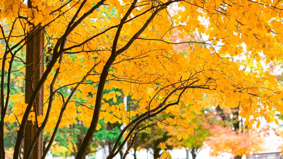 Conclusion: Invest Now, Harvest Beauty Every Autumn (Image Credits: Pexels)