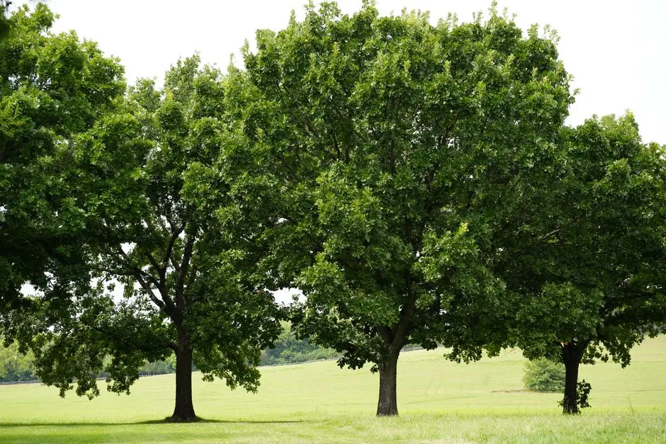 When and How to Plant for the Best Results (Image Credits: Pexels)