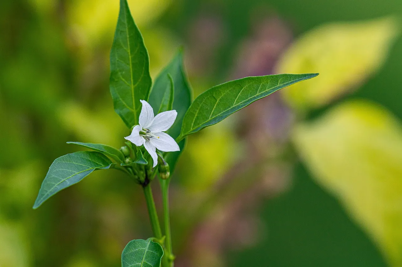 Pollination Problems Are Stalling Fruit Set (Image Credits: Pixabay)