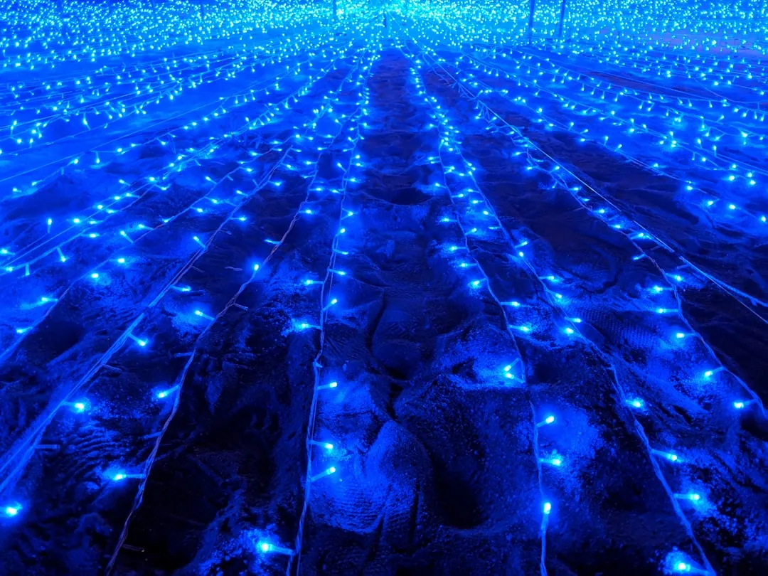 The Role of Blue Light and Photoreceptors (Image Credits: Unsplash)