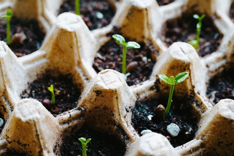 Prepping Your Egg Carton Before Planting (Image Credits: Pexels)