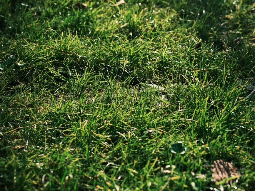 Summer Fertilizing and the Heat Trap (Image Credits: Pexels)