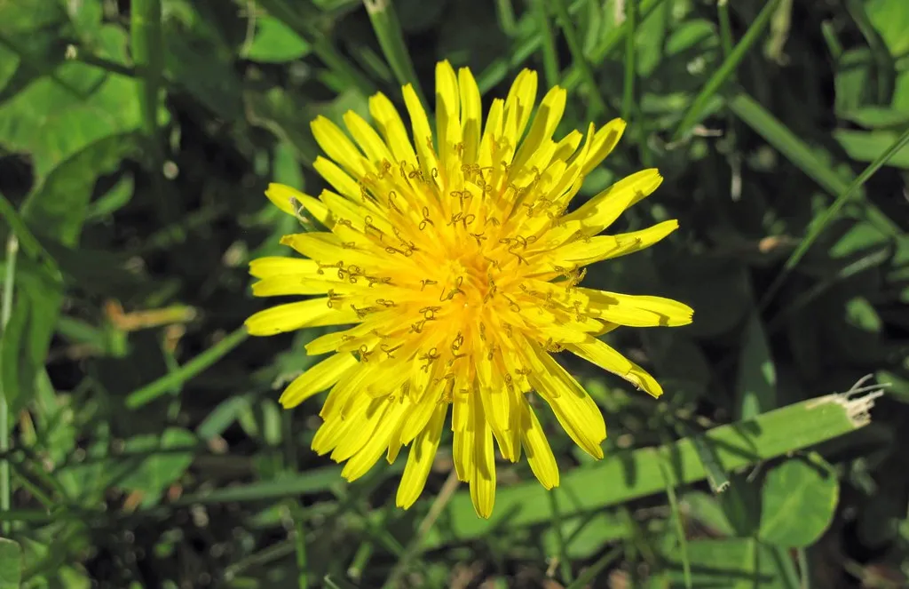 The Medical Research Behind the "Weed" (James St. John, Flickr, CC BY 2.0)