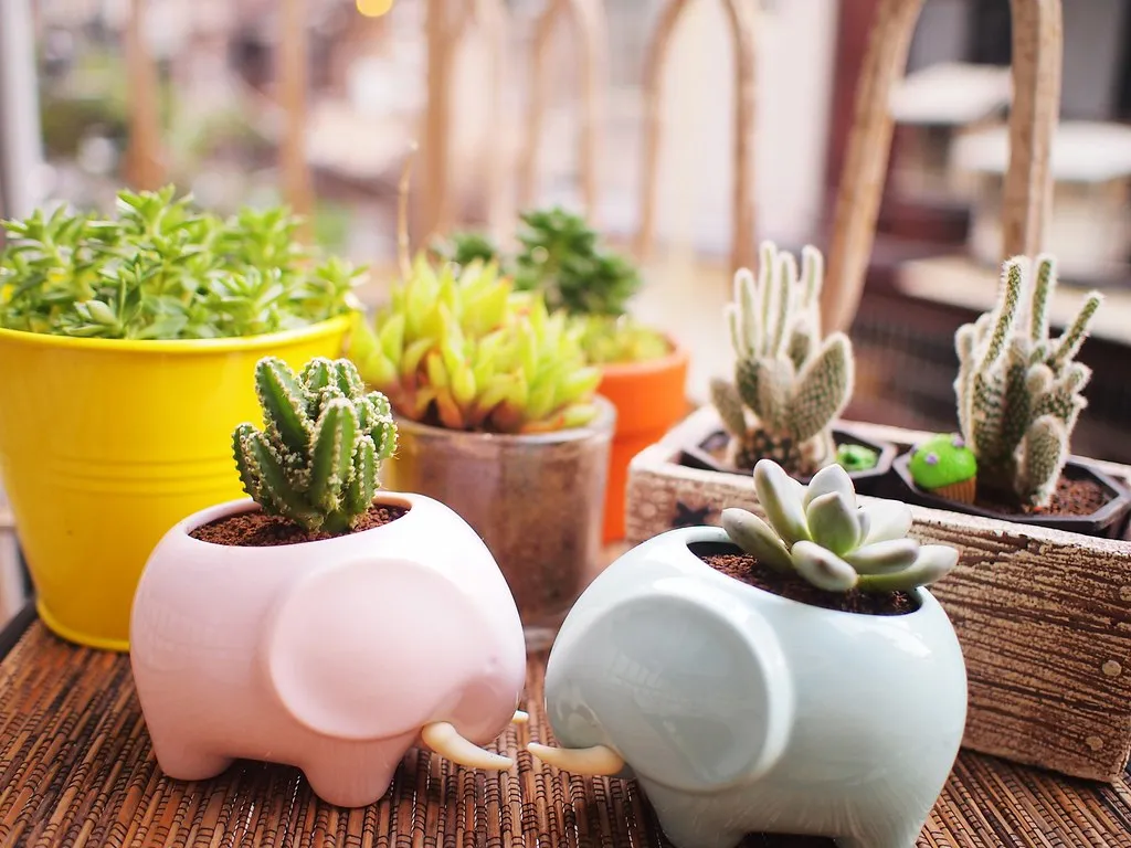 The Bigger Picture: Succulents as a Mirror (julietinsummer, Flickr, CC BY-SA 2.0)