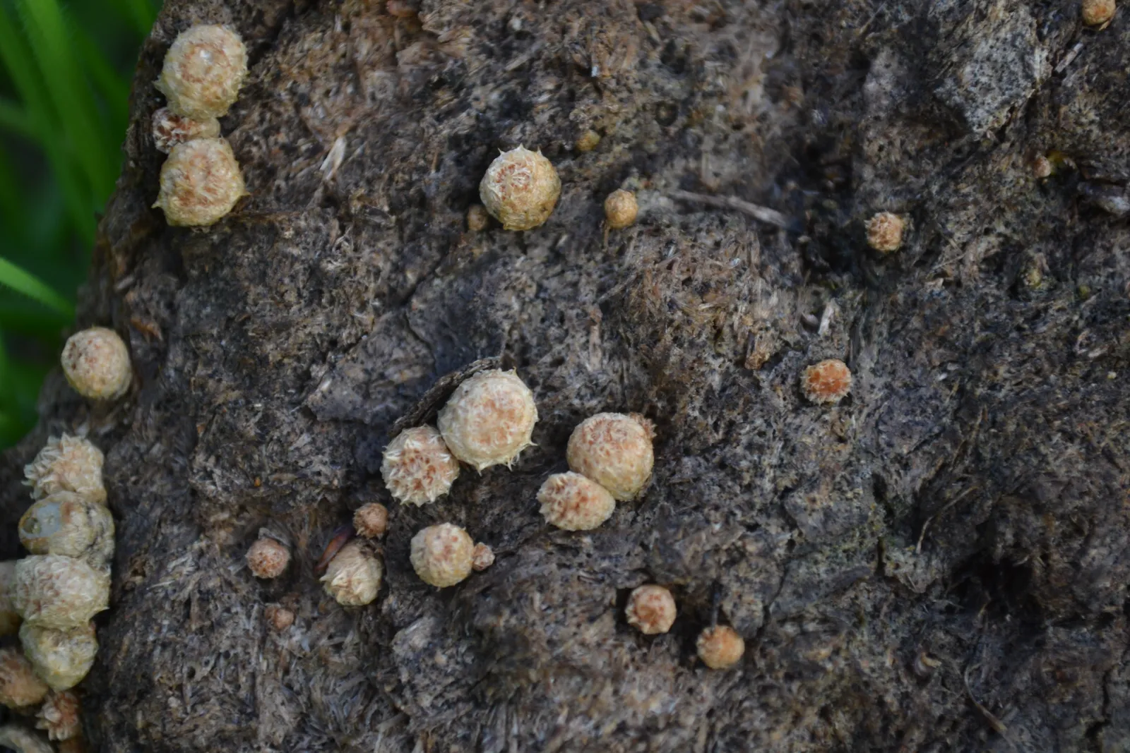 A Staggering Number of Spores (By Kiloueka, CC0)