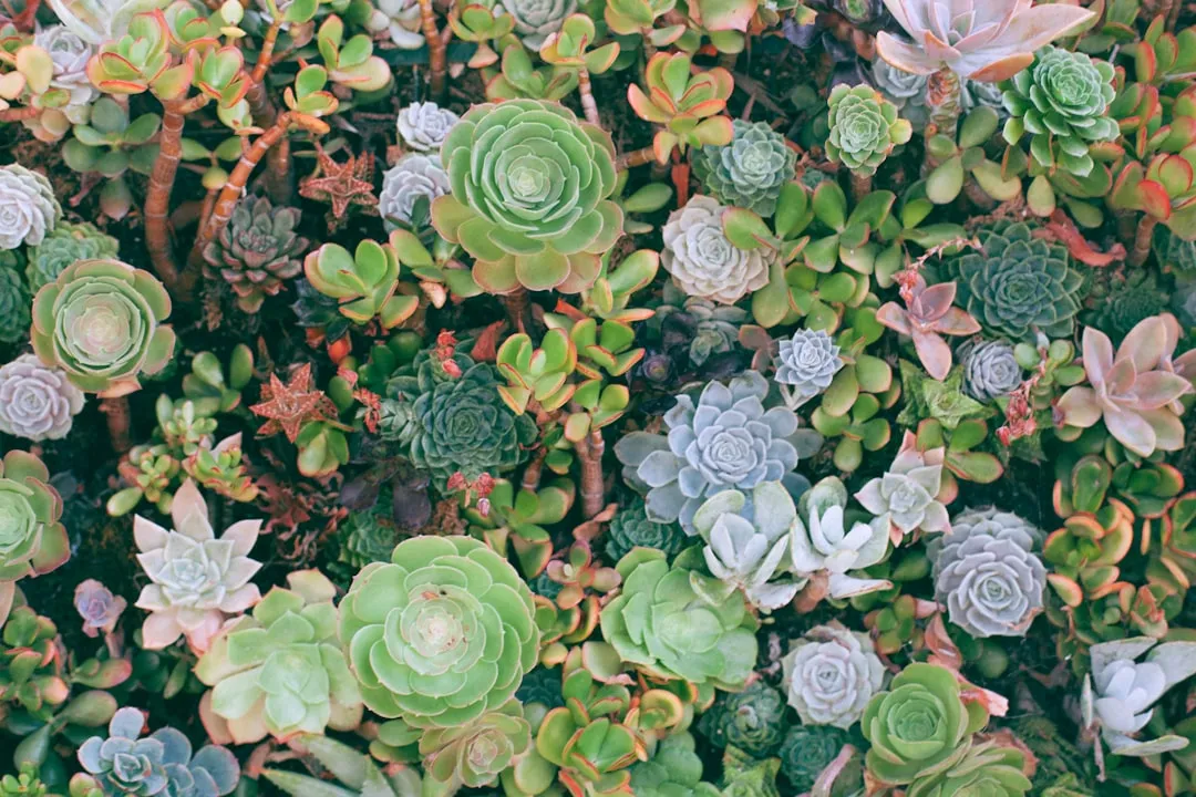 The Succulent Lover: Independent and Self-Sufficient (Image Credits: Unsplash)
