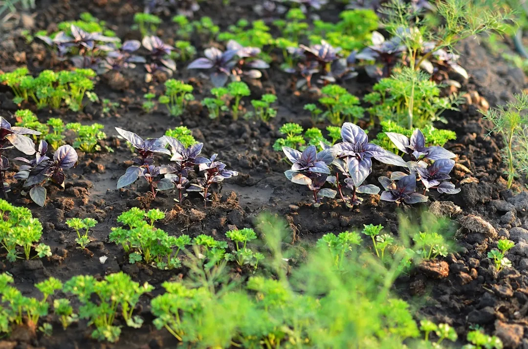 Overcrowding Incompatible Species (Image Credits: Unsplash)