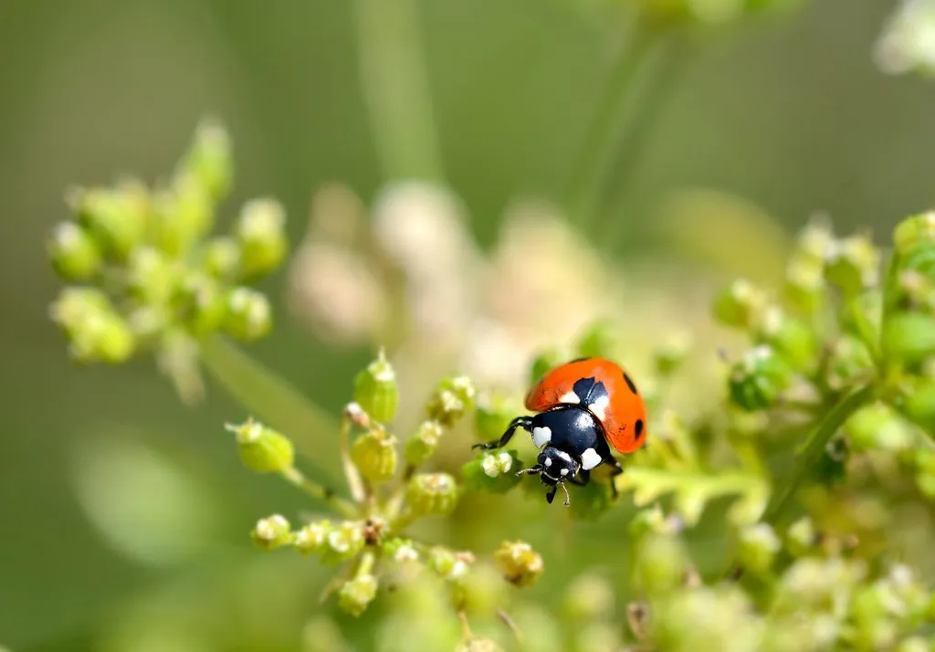 Low-Risk Alternatives That Actually Preserve Ladybugs (schnappischnap, Flickr, CC BY 2.0)