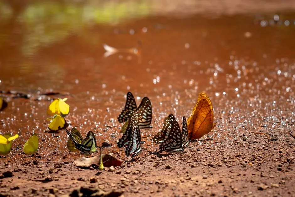 How to Make a Safe Butterfly Mud Puddle at Home (Image Credits: Pexels)