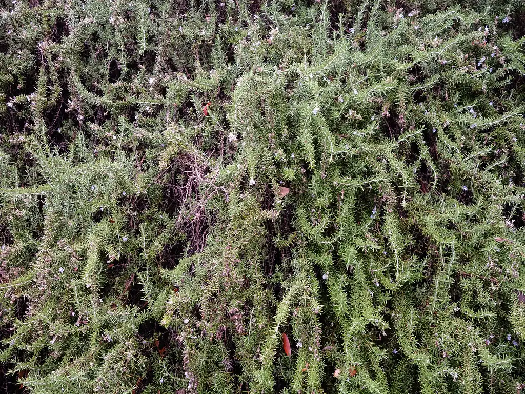 Rosemary as a Structural Plant (smallcurio, Flickr, CC BY 2.0)