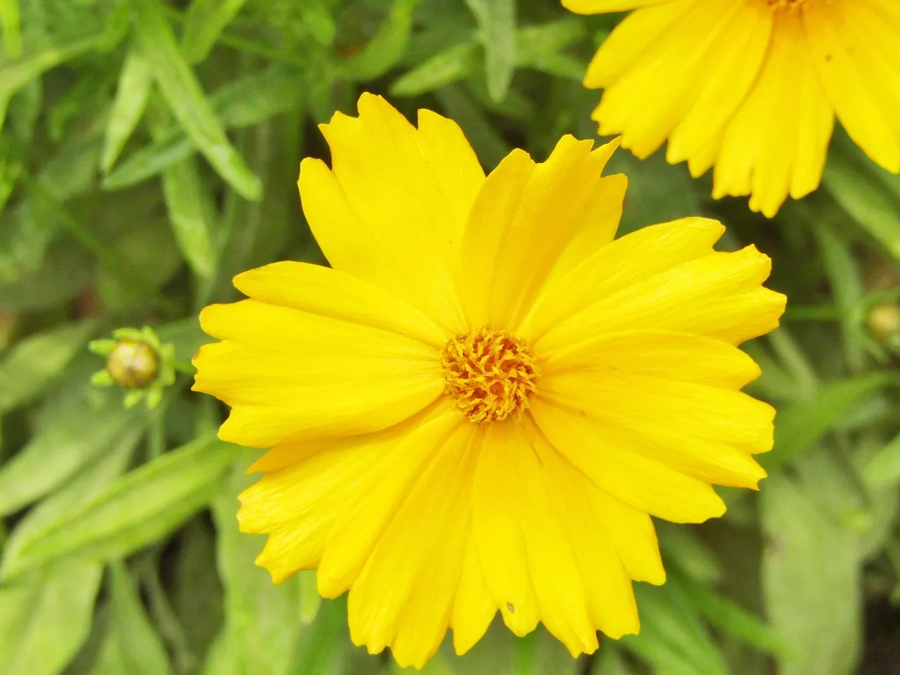 What Happens When the Dispersers Disappear? (Image Credits: Pixabay)