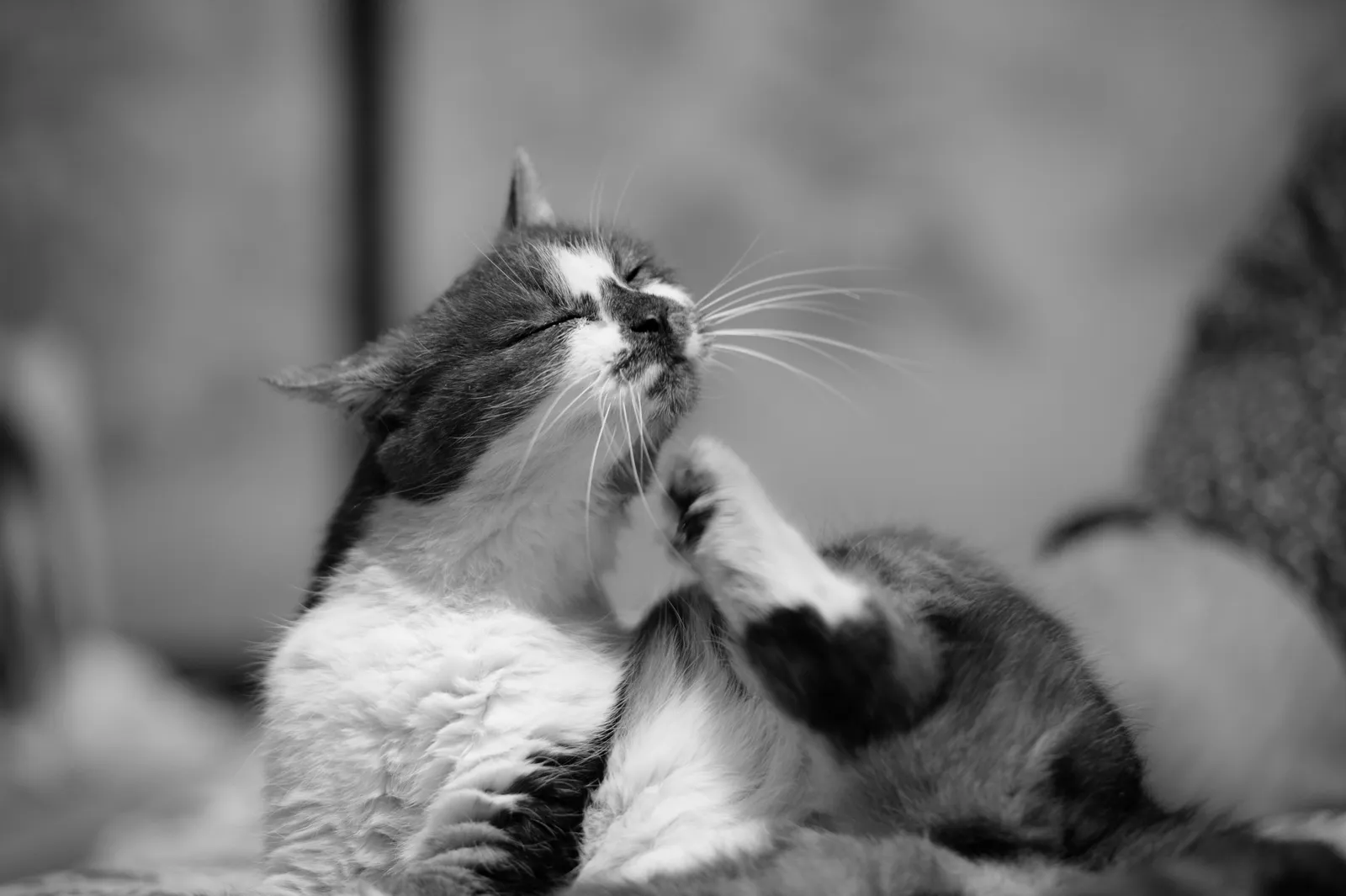 It Can Happen After Grooming Sessions (Happy grooming, CC BY-SA 2.0)