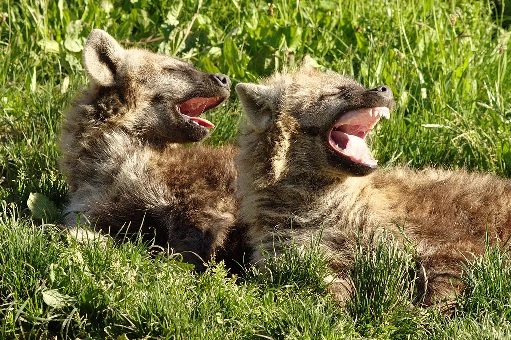 Contagious Yawning and What It Reveals About Dog-Human Bonds (zoofanatic, Flickr, CC BY 2.0)