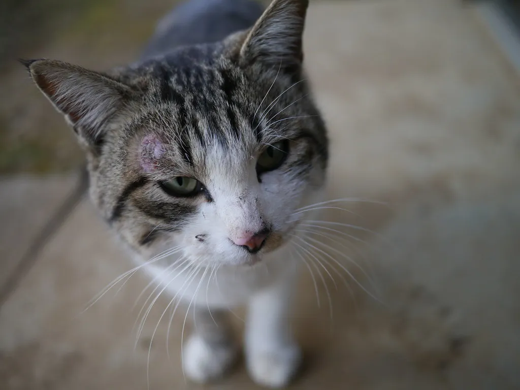 When Vets Genuinely Worry (hkase, Flickr, CC BY 2.0)