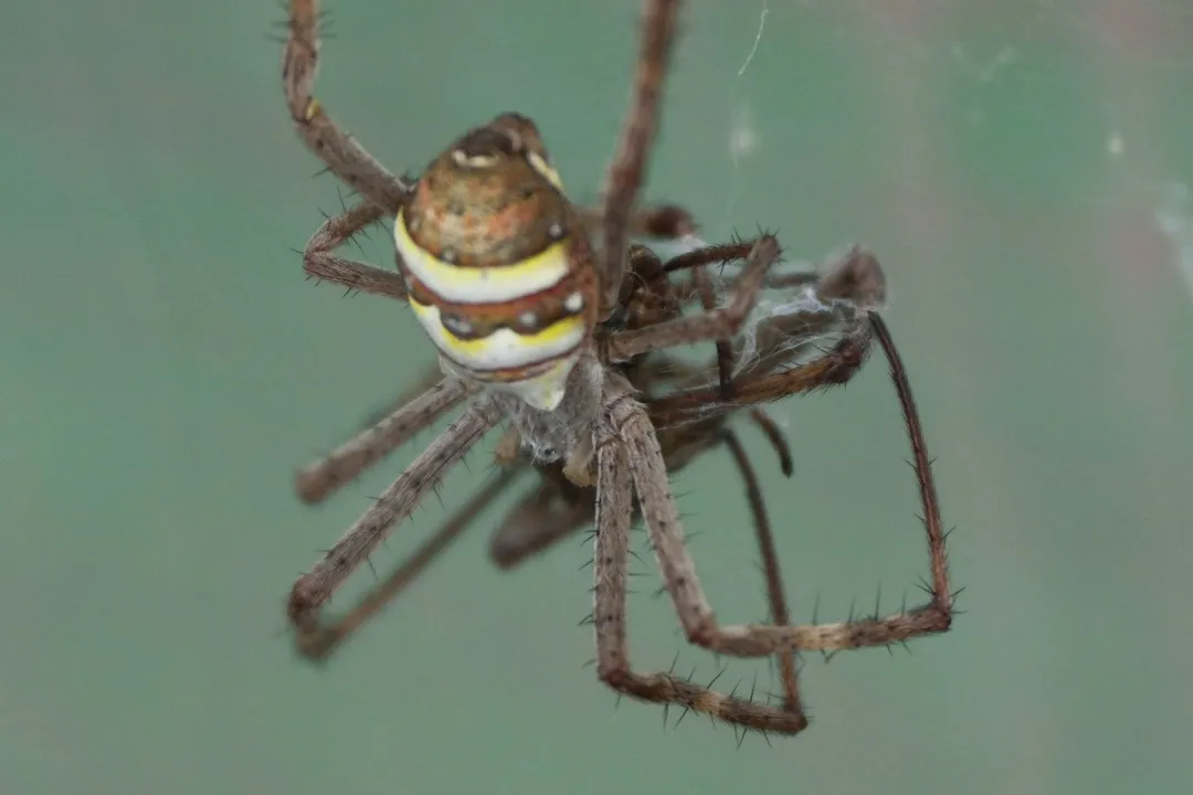 Fall Is Mating Season for Most Spider Species (Image Credits: Unsplash)
