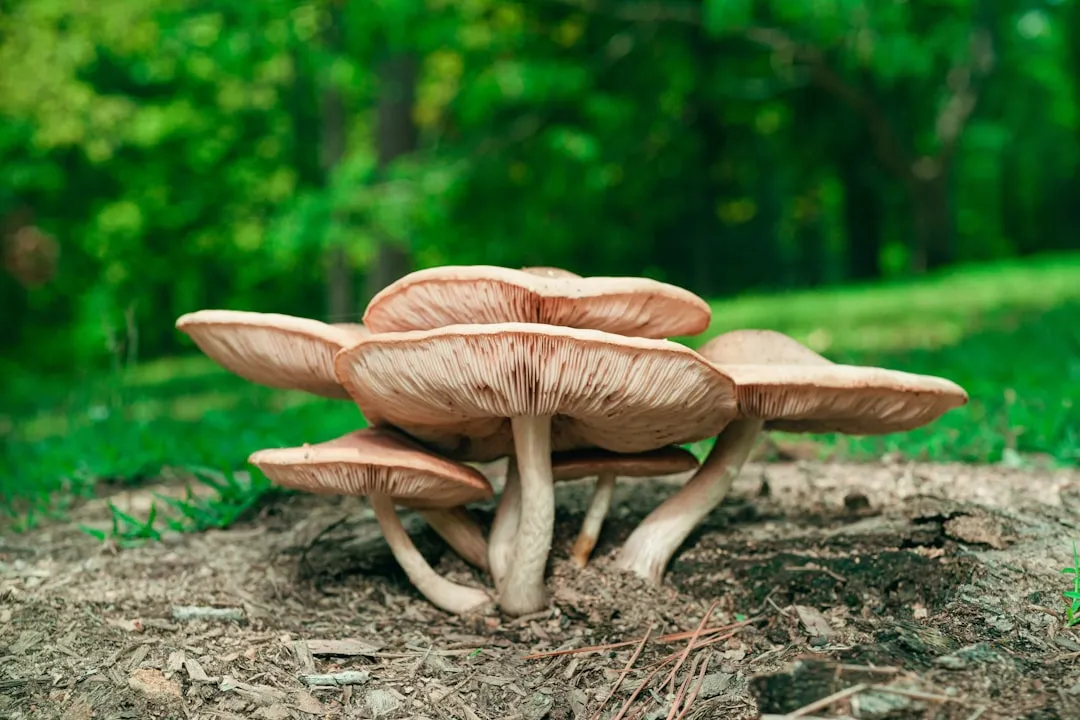 Fungal Disease Gets a Welcome Mat (Image Credits: Unsplash)