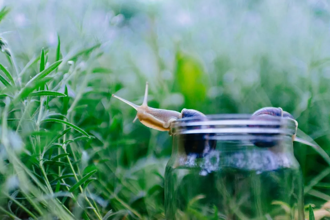 Maintenance: The Part Most Gardeners Skip (Image Credits: Unsplash)