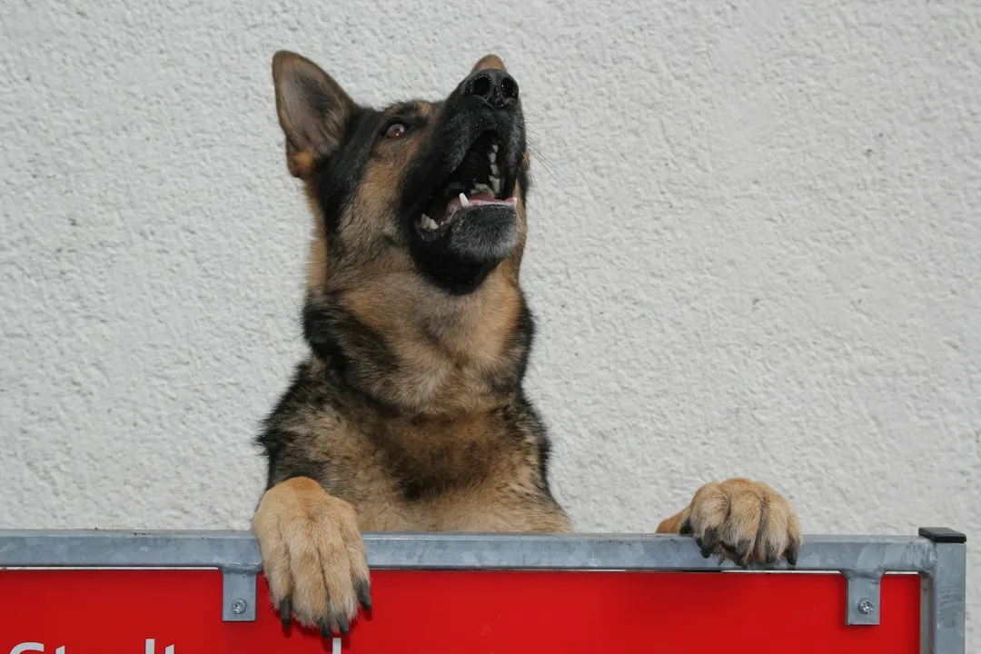 When Barking Becomes a Safety and Delivery Crisis (Image Credits: Unsplash)