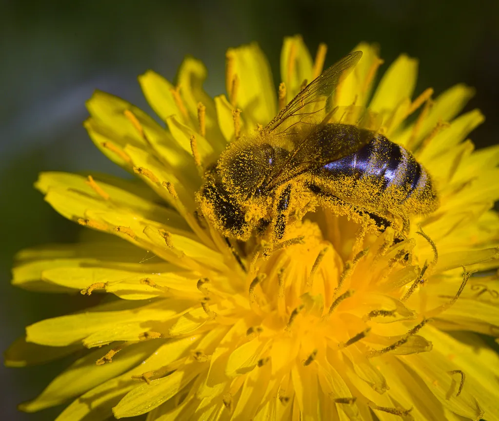 Seed Quality and Reproductive Success (hedera.baltica, Flickr, CC BY-SA 2.0)