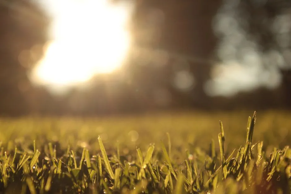 Extreme Heat Is Outpacing Your Irrigation (Image Credits: Pexels)