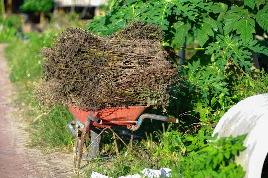 Leaving Pulled Weeds on the Soil Surface (Image Credits: Pexels)