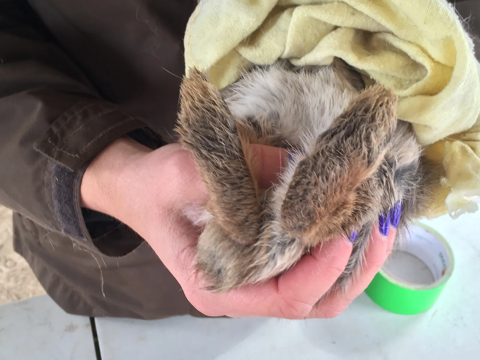 Thumping as a Sign of Pain or Illness (Pygmy rabbit feet, Public domain)