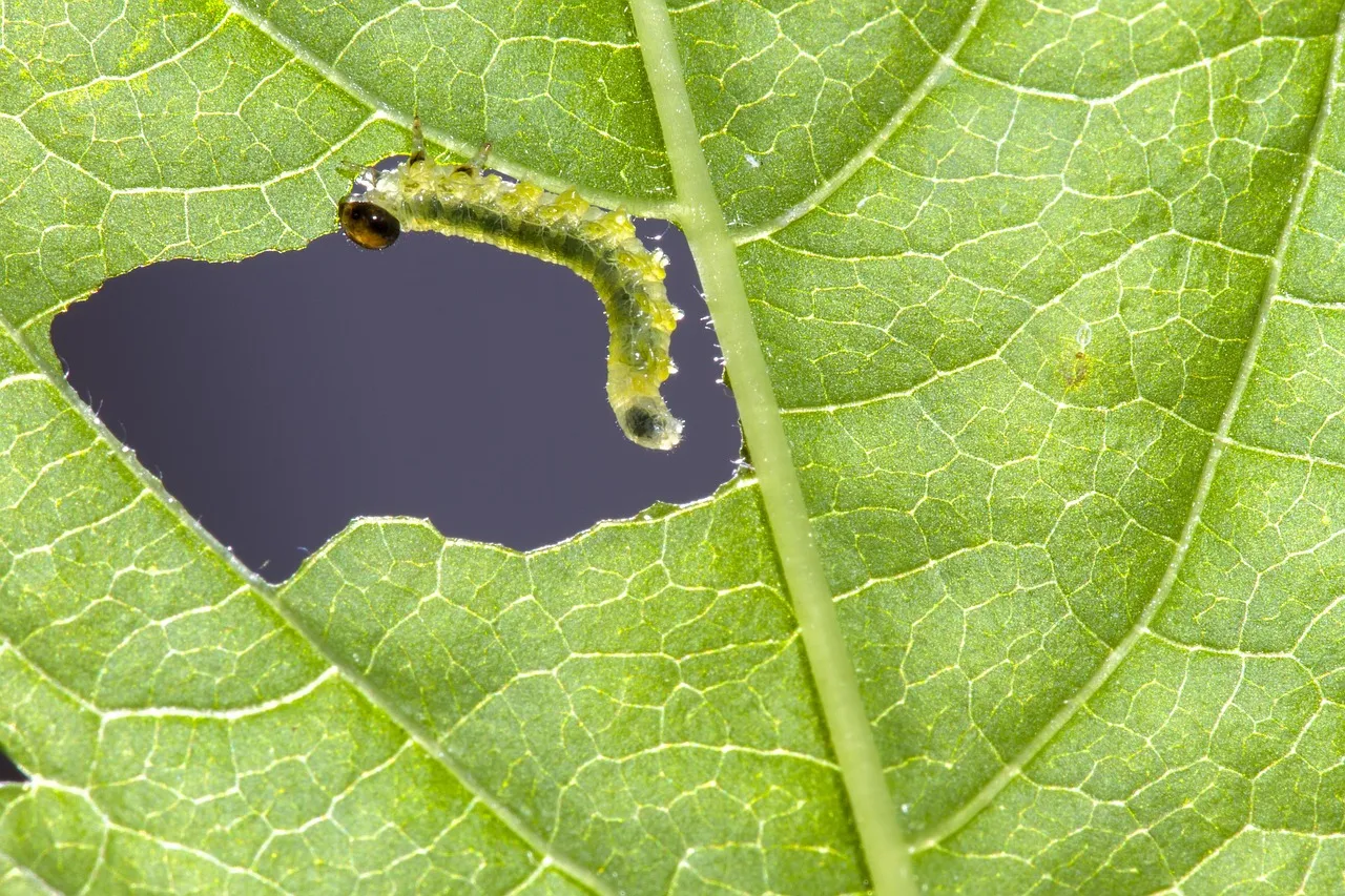 Spot the Signs Early: Identifying Real Damage Before It Spreads (Image Credits: Pixabay)