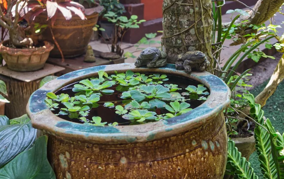 Why Toads Are Worth Welcoming (Image Credits: Pexels)