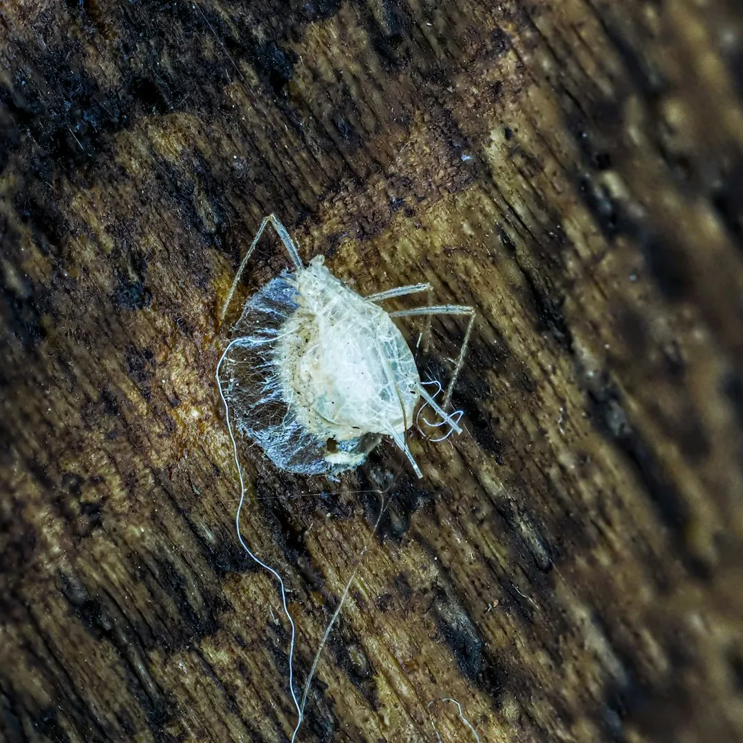 8. Pest Infestations (Image Credits: Unsplash)