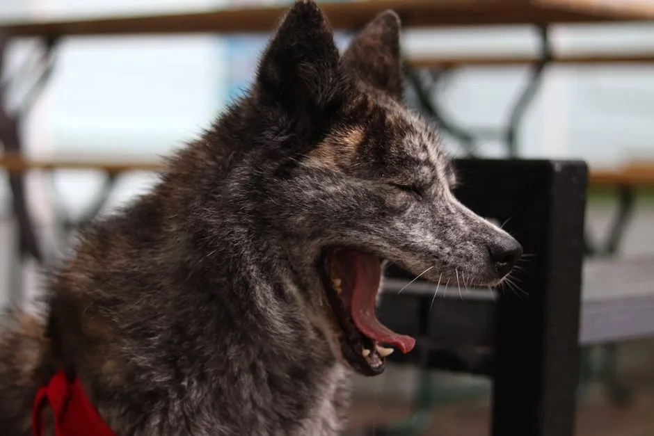 Reading the Stress Yawn in Real Situations (Image Credits: Pexels)