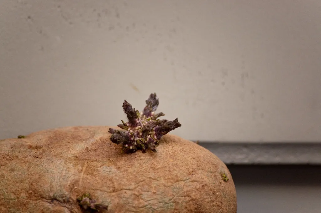What Sprouted Potatoes Mean for Your Health (Ben Mason, Flickr, CC BY 2.0)