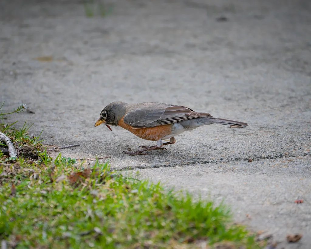 What You Can Do Right Now to Protect Your Garden (John Brighenti, Flickr, CC BY 2.0)