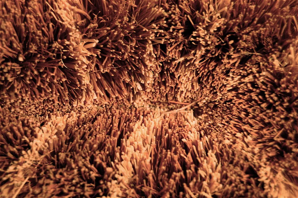 Why Fiber Makes You Feel Full in the First Place (Brooke Anderson, Flickr, CC BY 2.0)