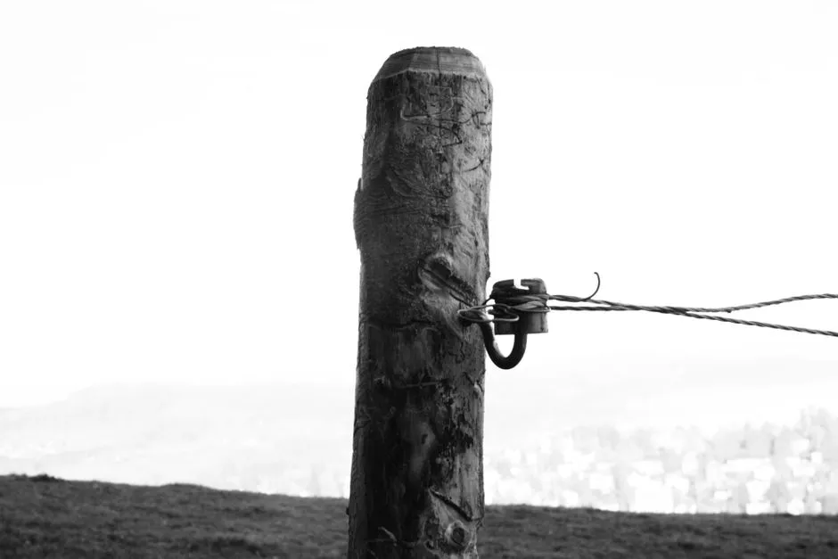 Address Post Rot at the Ground Line (Image Credits: Pexels)