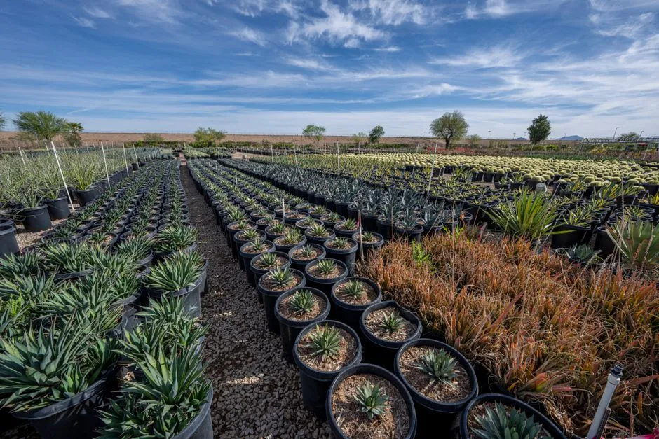 Why These Plants Succeed Where Others Fail (Image Credits: Pexels)
