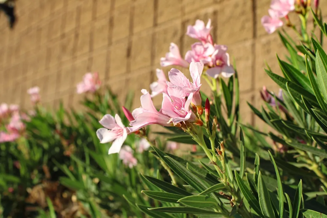 2. Oleander: A Beautiful Shrub With a Dangerous Secret (Image Credits: Unsplash)