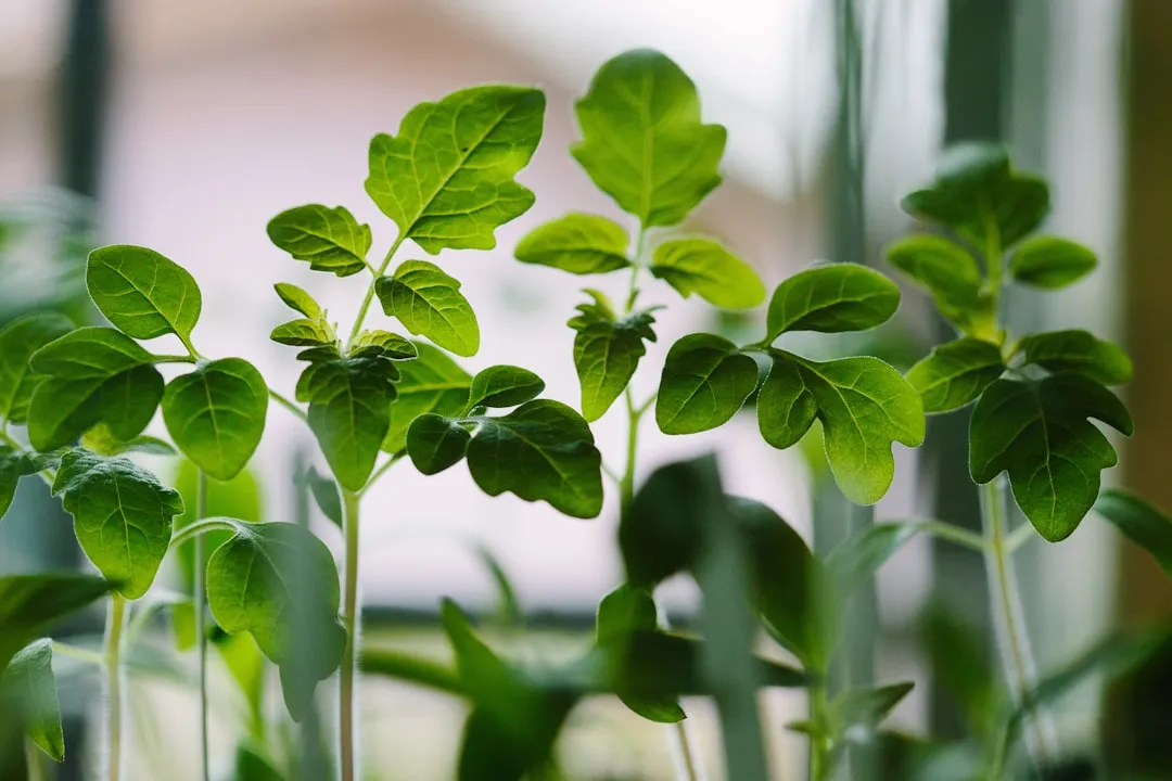 Plants Have Their Own Internal Clocks (Image Credits: Unsplash)
