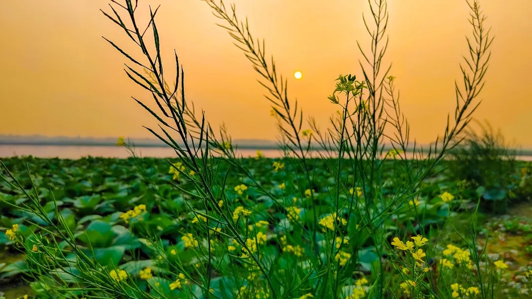 What to Avoid Planting in Riverside Heat (Image Credits: Unsplash)