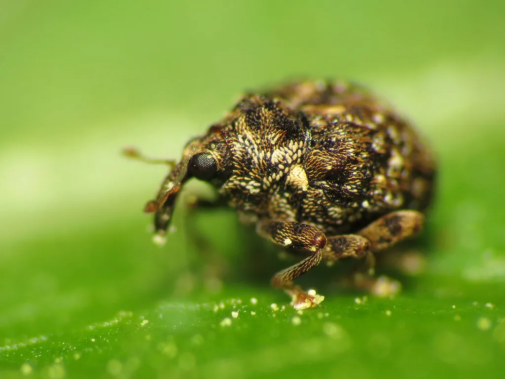 Spiders Are Actually Doing Your Garden a Favor (treegrow, Flickr, CC BY 2.0)