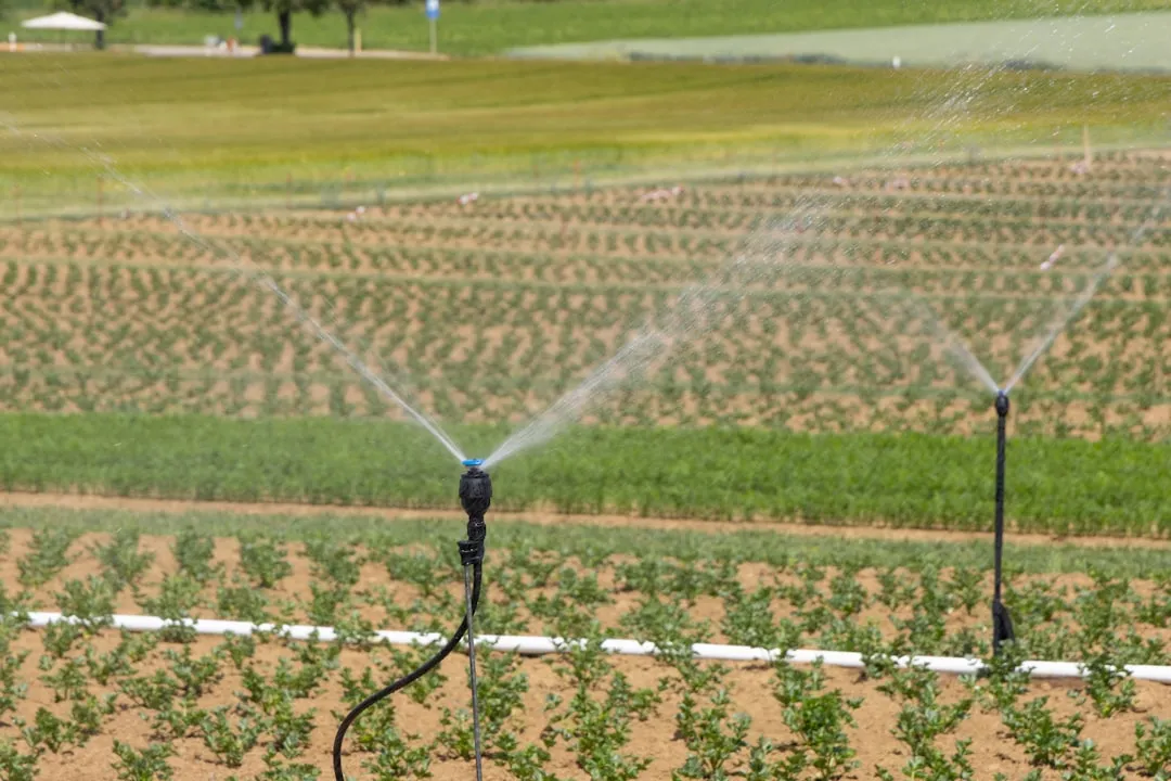Using Overhead Watering Right After Weeding (Image Credits: Unsplash)
