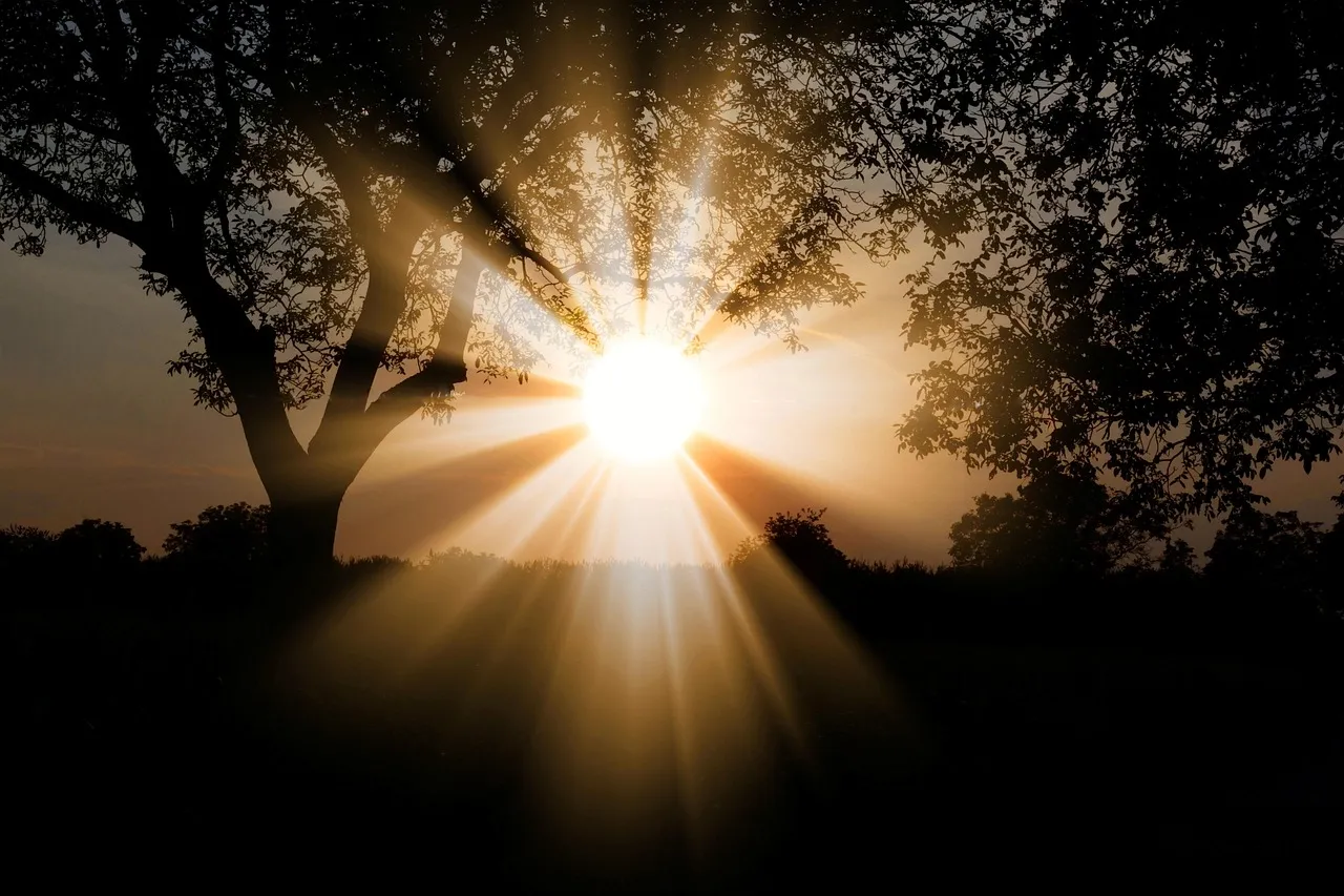 Light-Sensitive Seeds: A Completely Different Problem (Image Credits: Pixabay)
