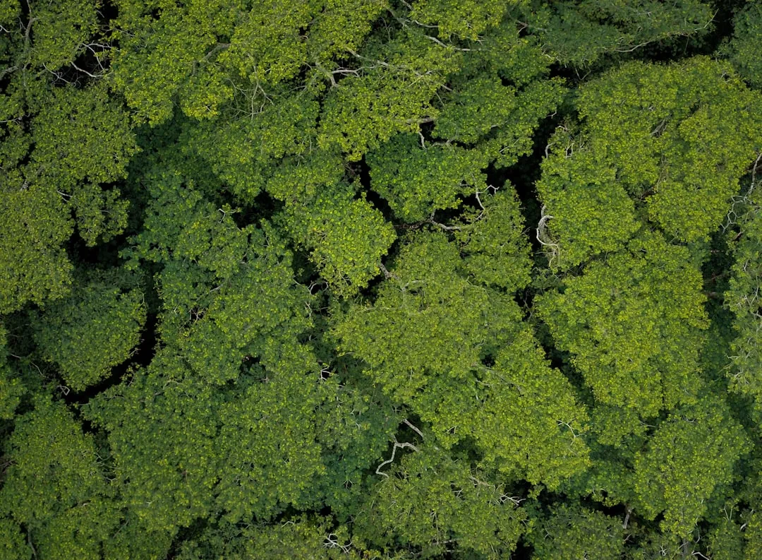 What Happens to the Forest When One Tree Falls (Image Credits: Unsplash)
